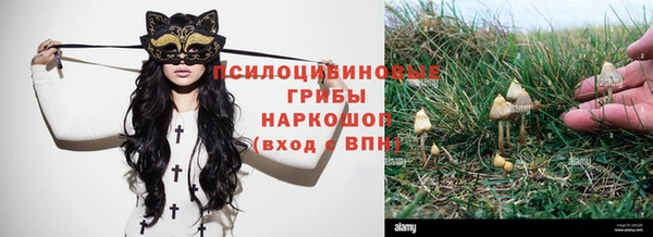 ГАЛЛЮЦИНОГЕННЫЕ ГРИБЫ Осинники
